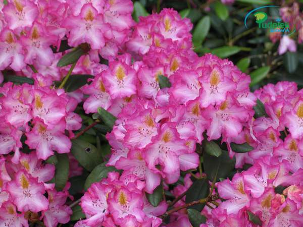 Rhododendron Junifee